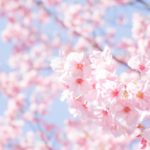 羽村堰の桜祭り(はむら花と水のまつり)2018の見どころやライトアップ情報を紹介!