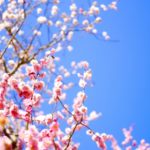 観音山梅の里梅園の梅まつり2018の開花情報や見どころを紹介!