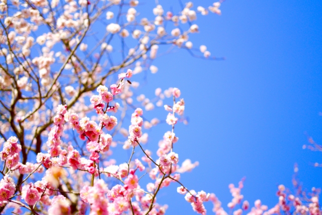 観音山梅の里梅園の梅まつり2018の開花情報や見どころを紹介!