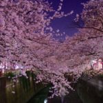 目黒川のお花見2018の屋台やライトアップ情報を紹介!クルーズからの景色もおすすめ!