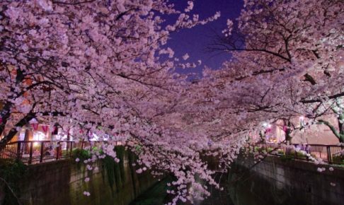 目黒川のお花見2018の屋台やライトアップ情報を紹介!クルーズからの景色もおすすめ!