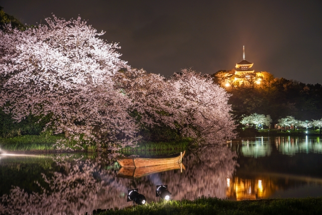 三渓園の桜祭り2018の見ごろやライトアップ情報は?気になる混雑予想も紹介!