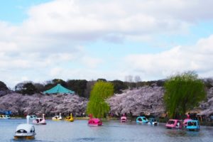 上野恩賜公園の桜まつり2018のライトアップや屋台情報は?見どころ満載の花見スポット!