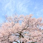 うぐい川の桜2018の見ごろ・開花はいつ？周辺おすすめスポットもご紹介！