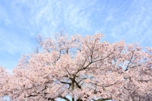 うぐい川の桜2018の見ごろ・開花はいつ？周辺おすすめスポットもご紹介！