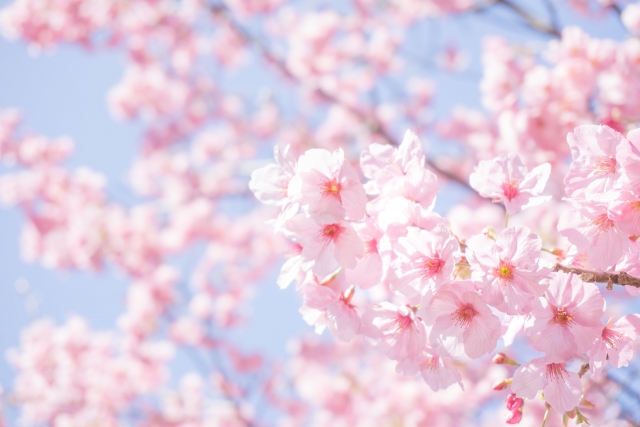 日立桜祭り2018の見頃やライトアップ情報は?臨時駐車場も紹介!