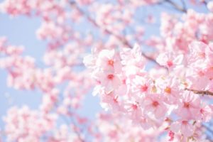 常陸風土記の丘桜まつり2018の日程や見どころ、イベント内容を紹介!