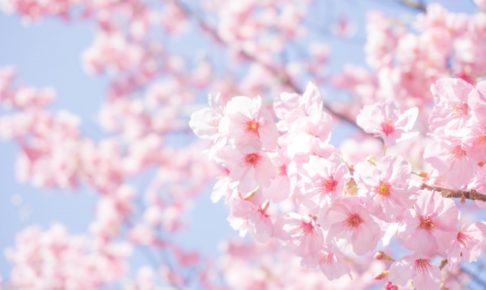 常陸風土記の丘桜まつり2018の日程や見どころ、イベント内容を紹介!