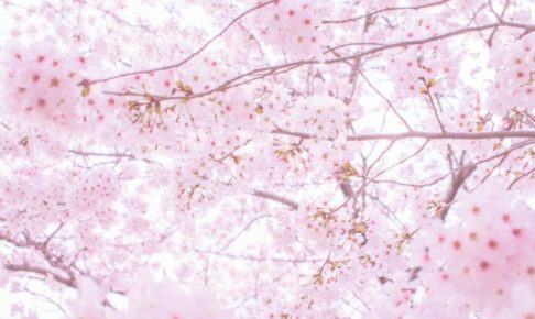 鏡野公園の桜2018!お花見の見ごろ・開花はいつ?香美市おすすめスポットも紹介!