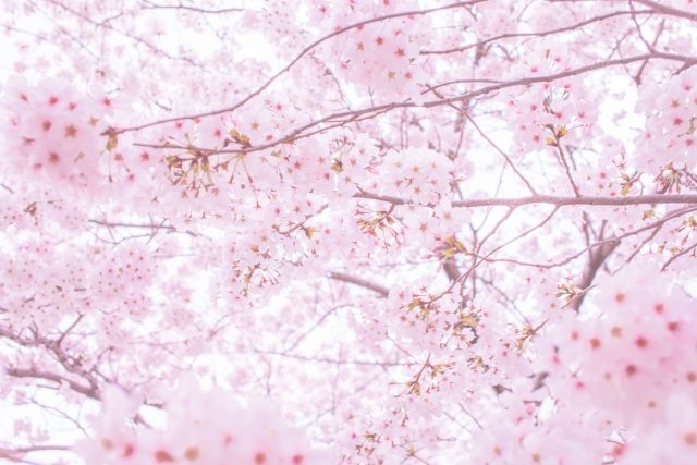 鏡野公園の桜2018!お花見の見ごろ・開花はいつ?香美市おすすめスポットも紹介!