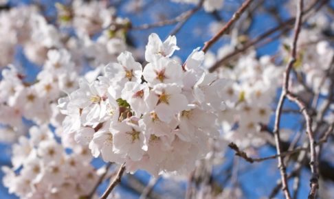 衣笠山公園のお花見2018の桜まつりイベントや駐車場を紹介!
