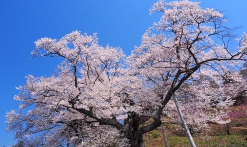 吉良のエドヒガン桜の花見2018!見ごろ・開花はいつ?周辺のおすすめ道の駅も紹介!