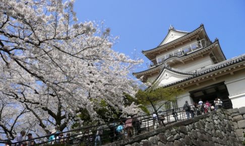 小田原城の桜祭り2018のライトアップ時間や開花情報は?種類豊富な屋台も魅力!