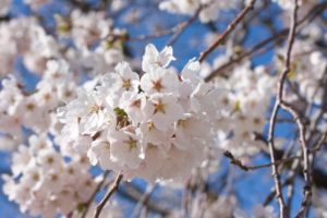 桜川市の桜祭り(SAKURAフェスティバル)2018の日程や混雑予想は?周辺駐車場も紹介!
