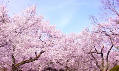 積善山三千本桜のお花見2018!見ごろ・開花はいつ?岩城島のおすすめ食事処も紹介!