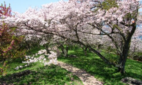 紫雲出山の桜2018!見ごろ・開花はいつ?おすすめ癒しのカフェスポットも紹介!