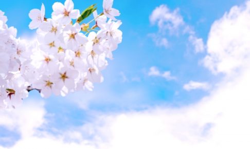 山北鉄道公園の桜まつり2018の日程や開花情報は?よさこいイベントも紹介!