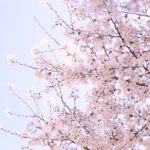 前橋公園の桜2018!見ごろやライトアップはいつ?周辺駐車場も紹介!