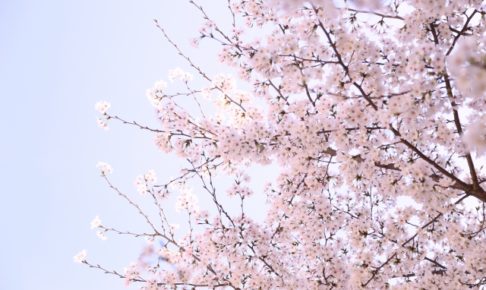 前橋公園の桜2018!見ごろやライトアップはいつ?周辺駐車場も紹介!