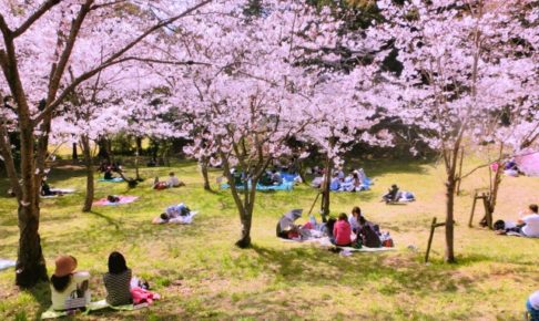 西公園(福岡市)の桜2018!開花やライトアップはいつ?人気のラーメン店も紹介!