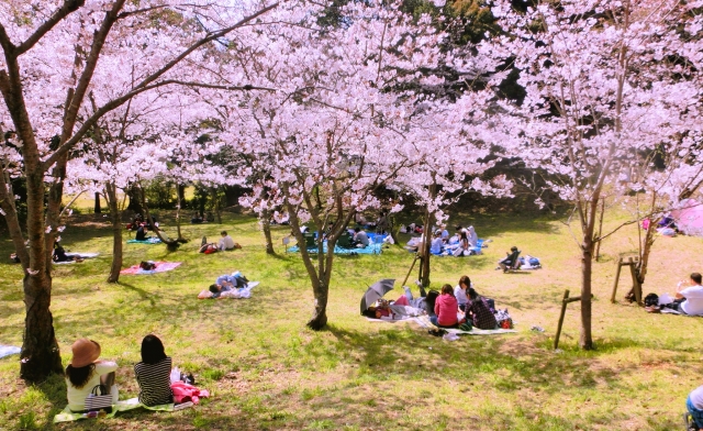 西公園(福岡市)の桜2018!開花やライトアップはいつ?人気のラーメン店も紹介!