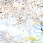 大将陣公園の桜2018!見ごろ・開花はいつ?飯塚市おすすめの食事処も紹介!