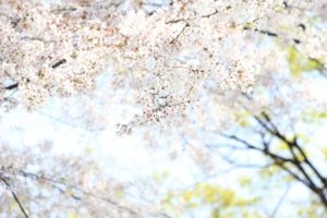 大将陣公園の桜2018!見ごろ・開花はいつ?飯塚市おすすめの食事処も紹介!