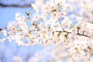 高崎観音山のお花見2018!桜まつりのイベント内容や見ごろを紹介!