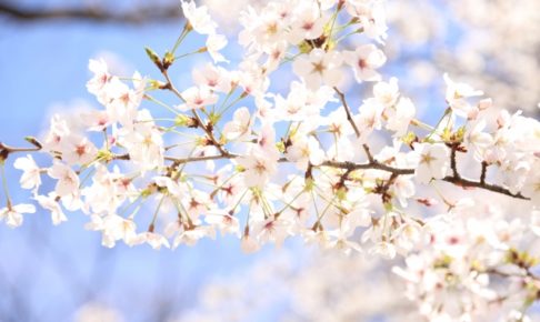 高崎観音山のお花見2018!桜まつりのイベント内容や見ごろを紹介!
