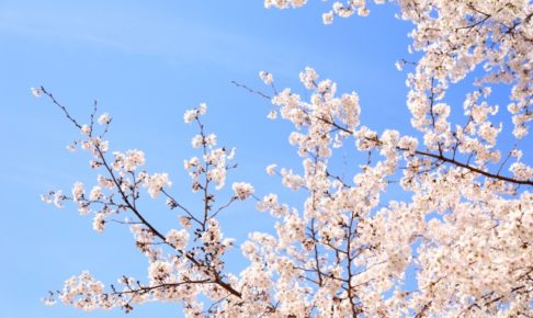 龍城公園の桜2018!お花見の見どころや駐車場情報を紹介!