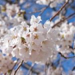 天平の丘公園の桜2018!見ごろやアクセスは?花祭りのイベント内容も紹介!
