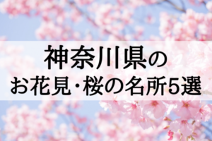 2018年神奈川のお花見・桜の名所5選!桜まつりを楽しもう!