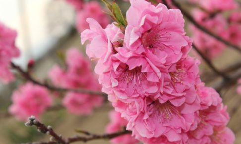 えぼし公園(大分県)の桜2018!見ごろ・開花はいつ?周辺おすすめ観光スポットも紹介!