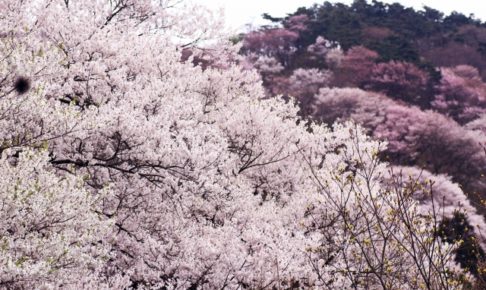 菊池公園の桜2018!見ごろ・開花はいつ?お子様連れにおすすめのグルメスポットも紹介!