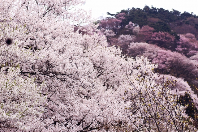 菊池公園の桜2018!見ごろ・開花はいつ?お子様連れにおすすめのグルメスポットも紹介!