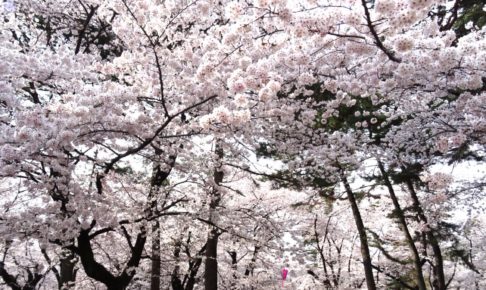 大宮公園の桜2018!桜まつり・ライトアップはいつ?園内おすすめスポットも紹介!