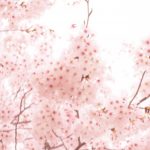 大村公園の桜2018!ライトアップ・開花はいつ?おすすめ周辺観光スポットも紹介!