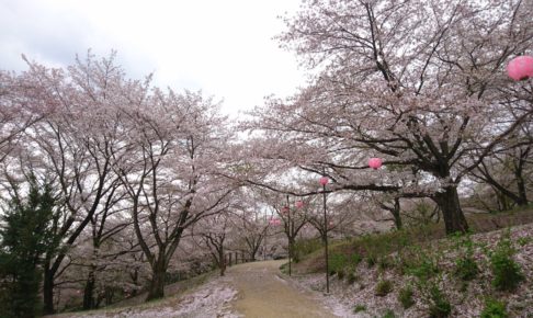 さくらの山公園(越生町)の桜2018!開花・見頃はいつ?おすすめランチスポットも紹介!
