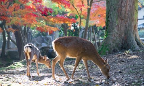 奈良公園の紅葉2018の見ごろ・時期はいつ?周辺のおすすめ観光名所も紹介！
