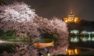 三渓園の桜祭り2018の見ごろやライトアップ情報は?気になる混雑予想も紹介!