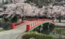 若泉公園のお花見2018!桜祭り・ライトアップはいつ?周辺桜スポットも紹介!
