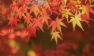 【2018年】北陸の紅葉の名所7選!おすすめスポットを県ごとの見頃順に紹介!
